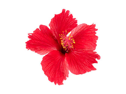 ORGANIC WHOLE LEAF HIBISCUS TEA