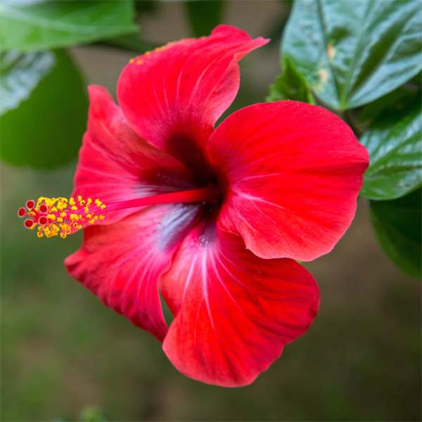 ORGANIC HIBISCUS TEA
